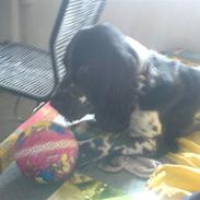 Cocker spaniel Victor