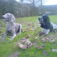 Cocker spaniel Victor