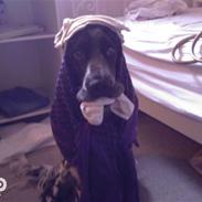 Cocker spaniel Victor