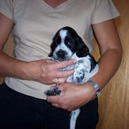 Cocker spaniel Victor