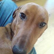 Gravhund Felix