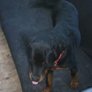 Rottweiler Julle