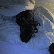 Amerikansk staffordshire terrier tikki