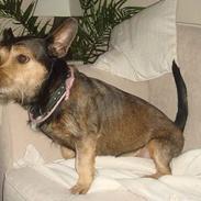 Blanding af racer Rocky