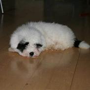 Coton de tulear Casmier´s Frede