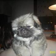 Pekingeser Cherie