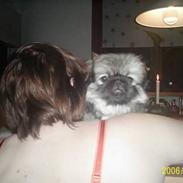 Pekingeser Cherie