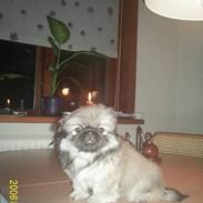 Pekingeser Cherie