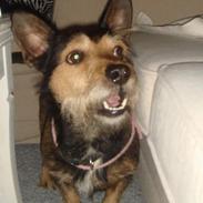 Blanding af racer Rocky