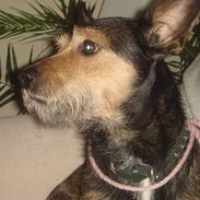 Blanding af racer Rocky