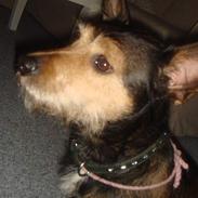 Blanding af racer Rocky