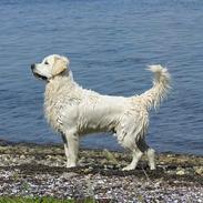Golden retriever Elvis Woodstar