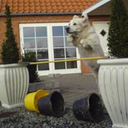 Golden retriever Elvis Woodstar