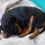 Dvaergpinscher aslan (Lucca)