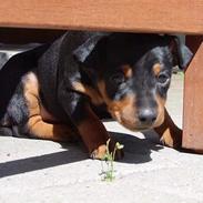 Dvaergpinscher aslan (Lucca)