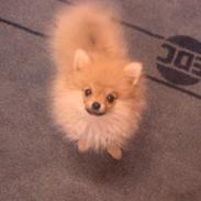 Pomeranian Chanel