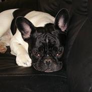 Fransk bulldog Caiser