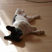 Fransk bulldog Caiser