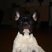 Fransk bulldog Caiser