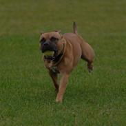 Staffordshire bull terrier Boogie