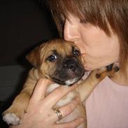 Staffordshire bull terrier Boogie