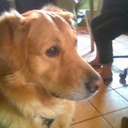 Golden retriever *Mickey*