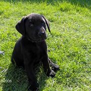 Labrador retriever (Formel 1) Flo