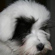 Coton de tulear Casmier´s Frede