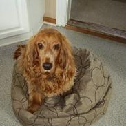 Cocker spaniel Futte