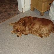 Cocker spaniel Futte