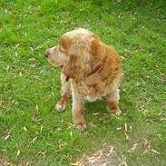 Cocker spaniel Futte