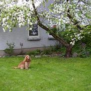 Cocker spaniel Futte