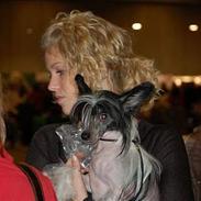 Chinese crested hårløs Honey