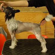 Chinese crested hårløs Honey