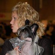 Chinese crested hårløs Honey