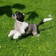 Chinese crested hårløs Honey