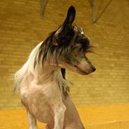 Chinese crested hårløs Honey