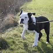 Olde victorian bulldogge Zita