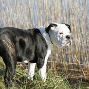 Olde victorian bulldogge Zita