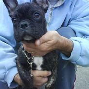 Fransk bulldog Oscar