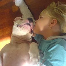 Amerikansk staffordshire terrier Diego R.I.P.