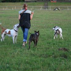 Amerikansk staffordshire terrier Diego R.I.P.