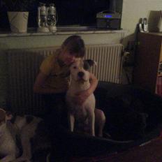 Amerikansk staffordshire terrier Diego R.I.P.