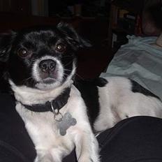 Blanding af racer Freja