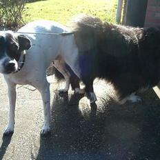 Blanding af racer Freja