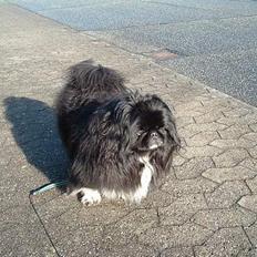 Blanding af racer Freja