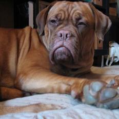 Dogue de bordeaux Vega