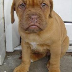 Dogue de bordeaux Vega