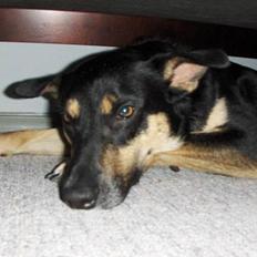 Blanding af racer Buller