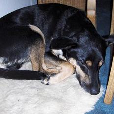 Blanding af racer Buller